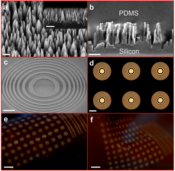 Tiny silicon nano-wire towers make up dark regions of the flexible Fresnel zone lenses. Each individual lens resembles a bull’s-eye of alternating light and dark. Arrays of lenses formed within a flexible polymer bend and stretch into different configurations. Photo: Hongrui Jiang