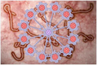 The team has achieved an unprecedented goal: connecting 12 fullerenes, each one endowed with 10 sugar moieties, to other central fullerene, thus mimicking the presentation of carbohydrates surrounding the Ebola virus. Credit N. Martín & B. Illescas / UCM.