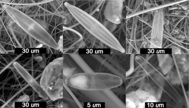 Pennate (elongated) diatoms found in an ice core from the Quelccaya Summit Dome Glacier were among many samples identified by scientists at Rice University, the University of Nebraska-Lincoln and Ohio State University. They suspect the freshwater diatoms, a type of algae, were blown there from nearby high-elevation ponds as far back as the sixth century. Images by Bruce Brinson/Rice University
