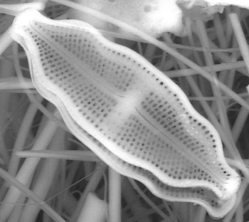 The remains of a pinnularia borealis diatom found in ice from the Quelccaya Summit Dome Glacier. Image by Bruce Brinson