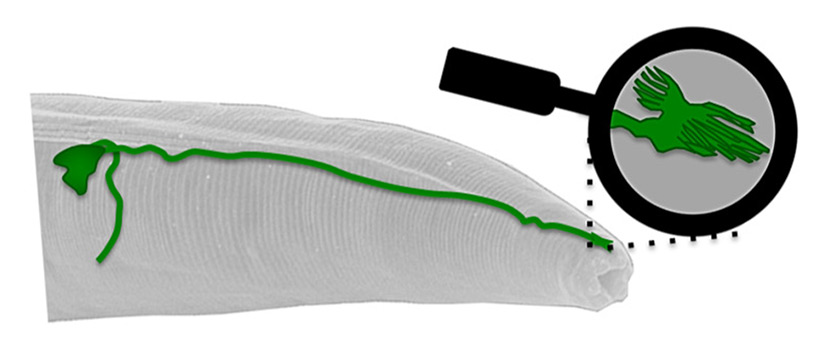 magnetosensor830.jpg