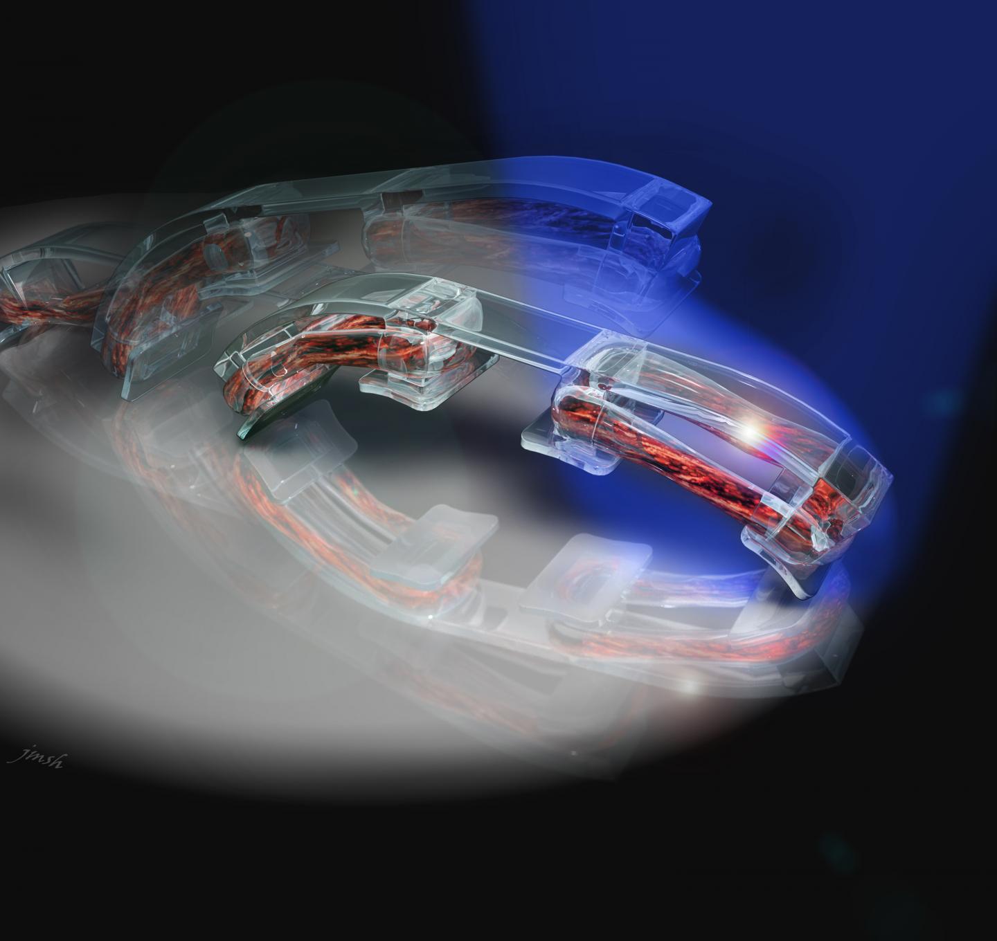 This is a schematic of a bio-bot: Engineered skeletal muscle tissue is coupled to a 3-D printed flexible skeleton. Optical stimulation of the muscle tissue, which is genetically engineered to contract in response to blue light, makes the bio-bot walk across a surface in the direction of the light. @ Janet Sinn-Hanlon, University of Illinois