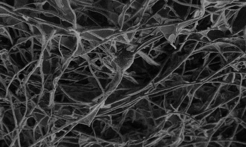 Nanotubes scaffold. Credit: SISSA/UNITS