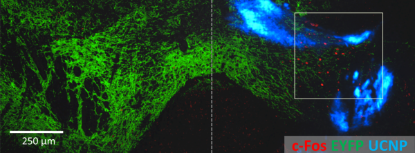 Non-invasive activation of neurons in the ventral tegmental area (VTA), a reward center of the mouse brain. The blue-light sensitive ChR2 channel (green) was expressed on both sides of the VTA, however UCNPs (blue) were only injected on the right. NIR light was applied to both sides, however it only activated the expression of the activity-induced cFos gene (red) on the side with the nanoparticles. @ RIKEN