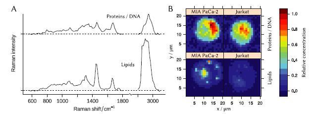 N-FINDR end-members that represent spectra of lipid and protein/DNA mixture. (B) - concentration maps of the end-members in cells of Jurkat and MIA PaCa-2 cell lines. @ Biomedical Spectroscopy and Imaging