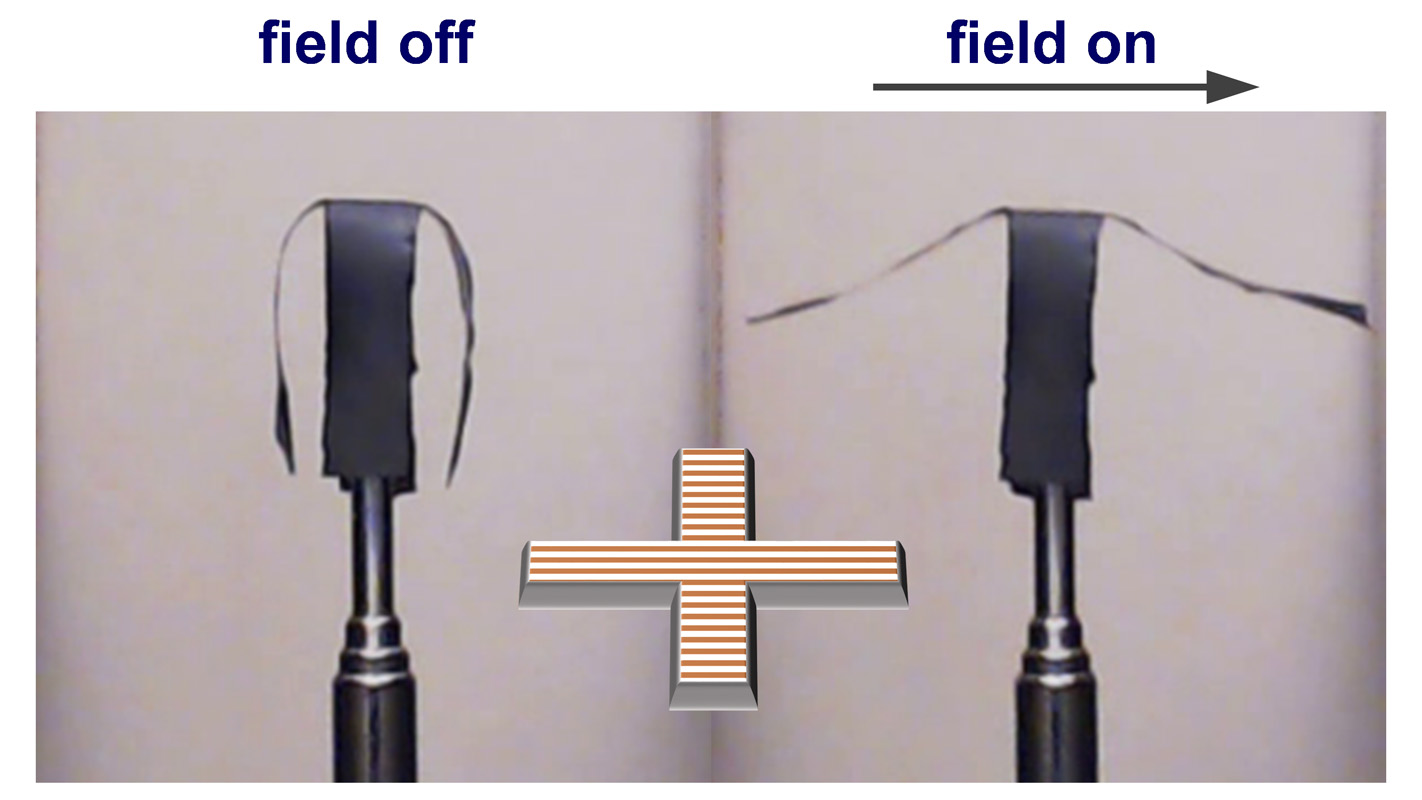 This image shows a selective actuation of the side arms of a soft robot in a horizontal uniform magnetic field. Credit: Sumeet Mishra, North Carolina State University