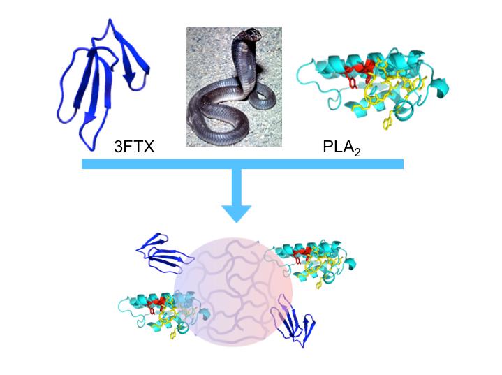 "Synthetic polymer nanoparticles bind elapid snake venom toxins and inhibit venom-induced dermonecrosis." @ Shea, et al.