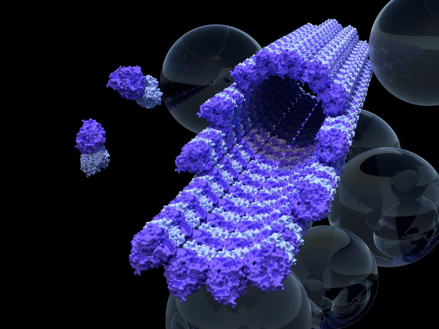 This is a single microtubule 'railway track' surrounded by bubbles of 'cargo' held inside cells. @ University of Warwick