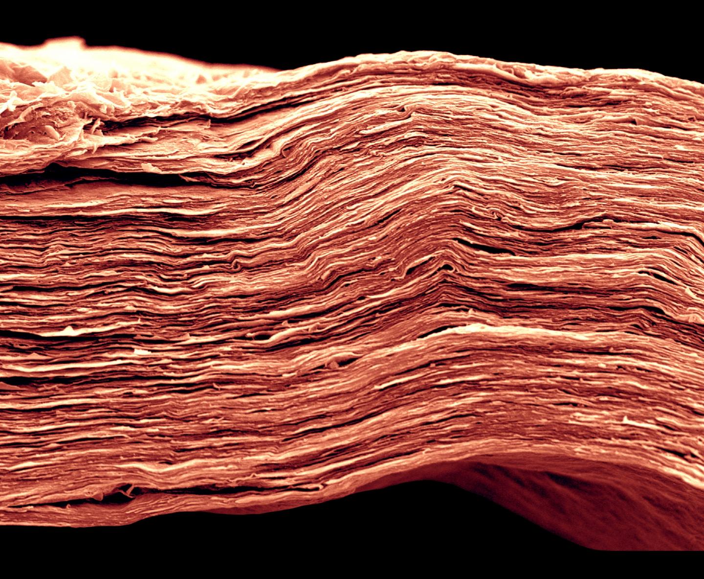 In this MXene electrode, choosing the appropriate solvent for the electrolyte can increase energy density significantly. This scanning electron microscopy image shows fine features of a film only 5 microns thick -- approximately 10 times narrower than a human hair. @ Drexel University; image by Tyler Mathis