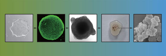 Differentiation of human embryonic stem cells in a step wise protocol into human midbrain organoids that contain neuromelanin. Copyright: A*STAR’s Genome Institute of Singapore