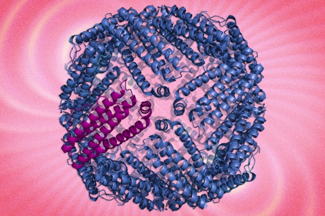 Shown here is a ferritin protein complex. MIT researchers are using protein engineering the boost the magnetic characteristics of the protein to track cells. Illustration: Jose-Luis Olivares/MIT (ferritin illustrations courtesy of Wikimedia)