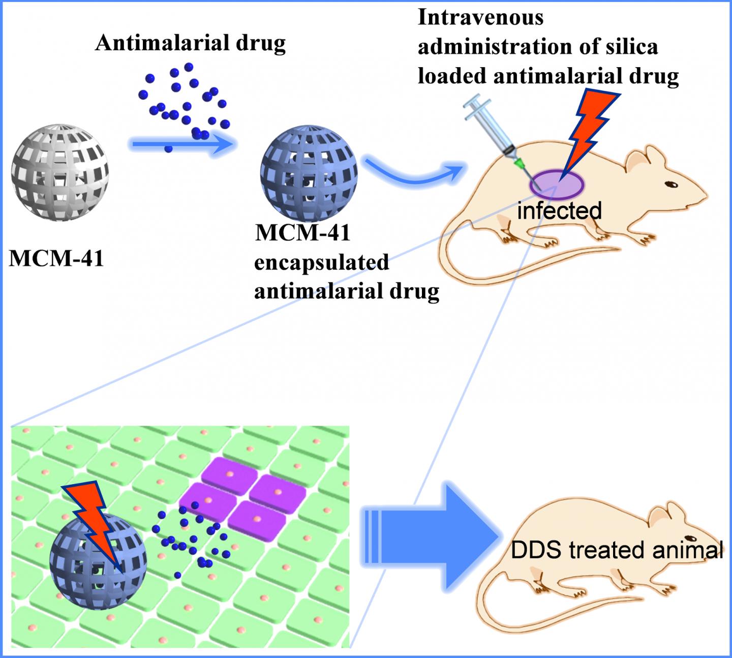 Kumamoto University researchers found that using MCM-41 as a drug delivery system for malaria treatment produced a highly efficient treatment in animals. Clinical trials are planned in the near future. @ Shinya Hayami