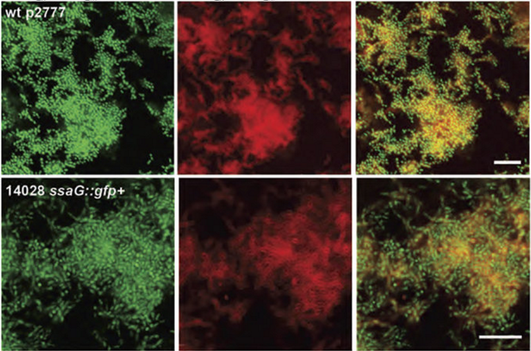Visualisation of ECM components in biofilms formed by S. Enteritidis and S. Typhimurium in the presence of h-FTAA.