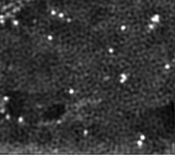 Cobalt atoms shine in an electron microscope image of a new catalyst for hydrogen production. Courtesy of the Tour Group