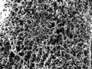 Cryogen-based scanning electron micrograph of a light harvesting polymer gel network that leads to doubling of the efficiency of flexible solar panels. @ Kai Zong