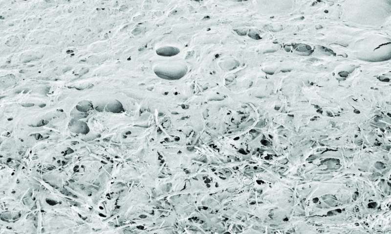 Nanotubes scaffold. Credit: SISSA/UNITS