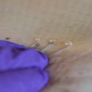 Pressing along the canals on the ventral side of an adult skate causes a clear, viscous jelly to extrude from the pores of the ampullae of Lorenzini. (Photo by Erik Josberger)