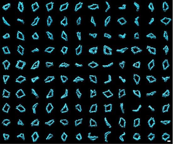A collection of 120 3-D images of Bennett linkages. The images were created using individual-particle electron tomography (IPET), a technique developed at Berkeley Lab. @ Lawrence Berkeley National Laboratory