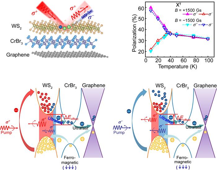 In this work, we report a method for controlling interlayer spin-charge transfer in WS2/CrBr3 heterostructure through the proximity coupling of graphene and achieve a giant chirality-dependent valley polarization splitting. The spin-charge transfer time between WS2 and CrBr3 in WS2/CrBr3 heterostructure is reduced from 17.3 ps to 1.3 ps when it is coupled with a few-layered graphene, while the maximum valley polarization and polarization splitting of trion excitons in WS2 are enhanced by 32% and 261%, respectively. Credit: Nano Research, Tsinghua University Press