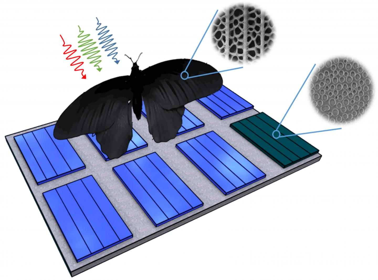 Nanostructures of the wing of Pachliopta aristolochiae can be transferred to solar cells and enhance their absorption rates by up to 200 percent. @ Graphics: Radwanul H. Siddique, KIT/Caltech)
