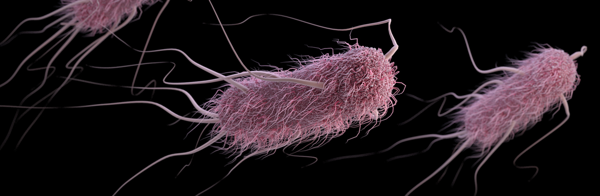 ecoli-1184px.jpg