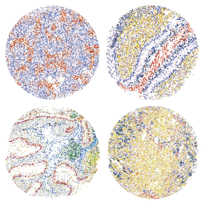 Slide-seq reconstructions of the mouse tissues with different cell types colored accordingly (clockwise from top left: liver, olfactory bulb, kidney, cerebellum) Courtesy of the Macosko and Chen labs.