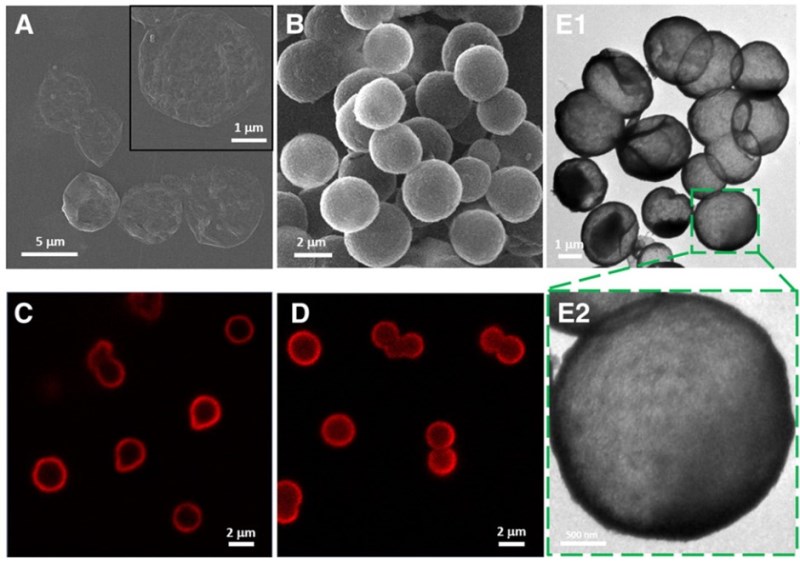 Capsule characterization, cellular uptake efficiency, cytotoxicity and mRNApDNA binding ability