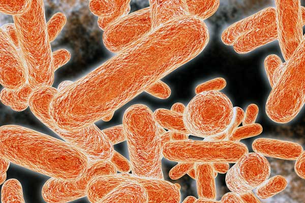 Infectious bacteria or superbugs that don't respond to antibiotics kill an estimated 23,000 people in the U.S. each year (image by Shutterstock)