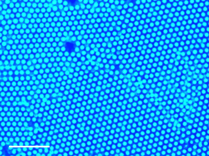 A new method uses ultraviolet light and small amounts of gold or titanium dioxide nanoparticles to gather larger particles at the point of light. This method was used to gather polystyrene particles, which form a well-packed structure called a colloid crystal, as depicted in this image. @ Sen Lab, Penn State