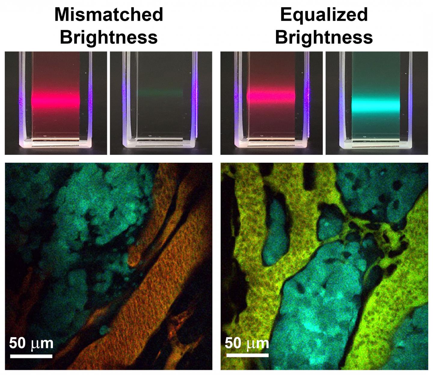 Left: Conventional fluorescent materials like quantum dots and dyes have mismatched brightness between different colors. When these materials are administered to a tumor (shown below) to measure molecular concentrations, the signals are dominated by the brighter fluorophores. Right: New brightness-equalized quantum dots that have equal fluorescence brightness for different colors. When these are administered to tumors, the signals are evenly matched, allowing measurement of many molecules at the same time.
