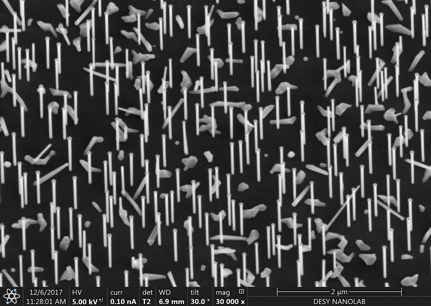 Nanoforest: Nanowires on a silicon wafer as recorded at the DESY NanoLab. @ DESY, Satishkumar Kulkarni/Thomas Keller