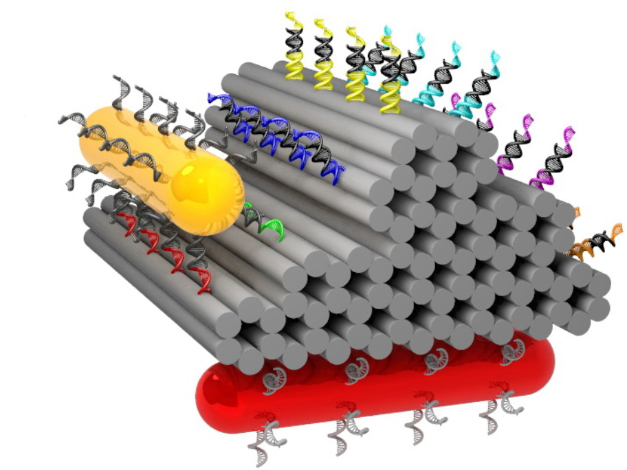 A gold cylinder with DNA feet can climb over DNA-primed hills made from folded DNA strands. The second cylinder (red) serves as a point of reference for observing the nanowalker. © MPI for Intelligent Systems, Stuttgart
