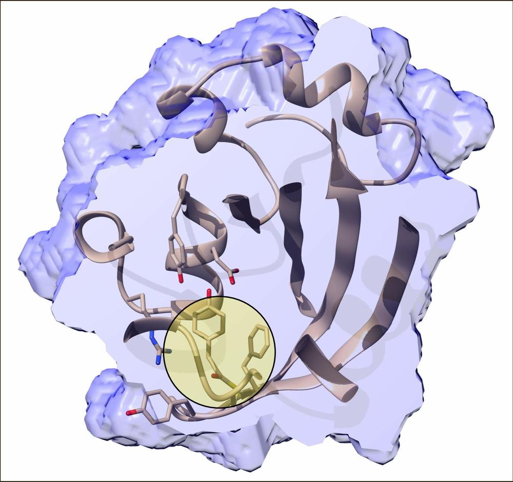 Inner structure of the photactive yellow protein 800 femtoseconds after the trans-to-cis isomerisation has been initiated by an ultrafast blue laser. The chromophore binding pocket is cut open and the chromophore itself is highlighted by the bulls eye. Credit: Marius Schmidt/University of Wisconsin-Milwaukee