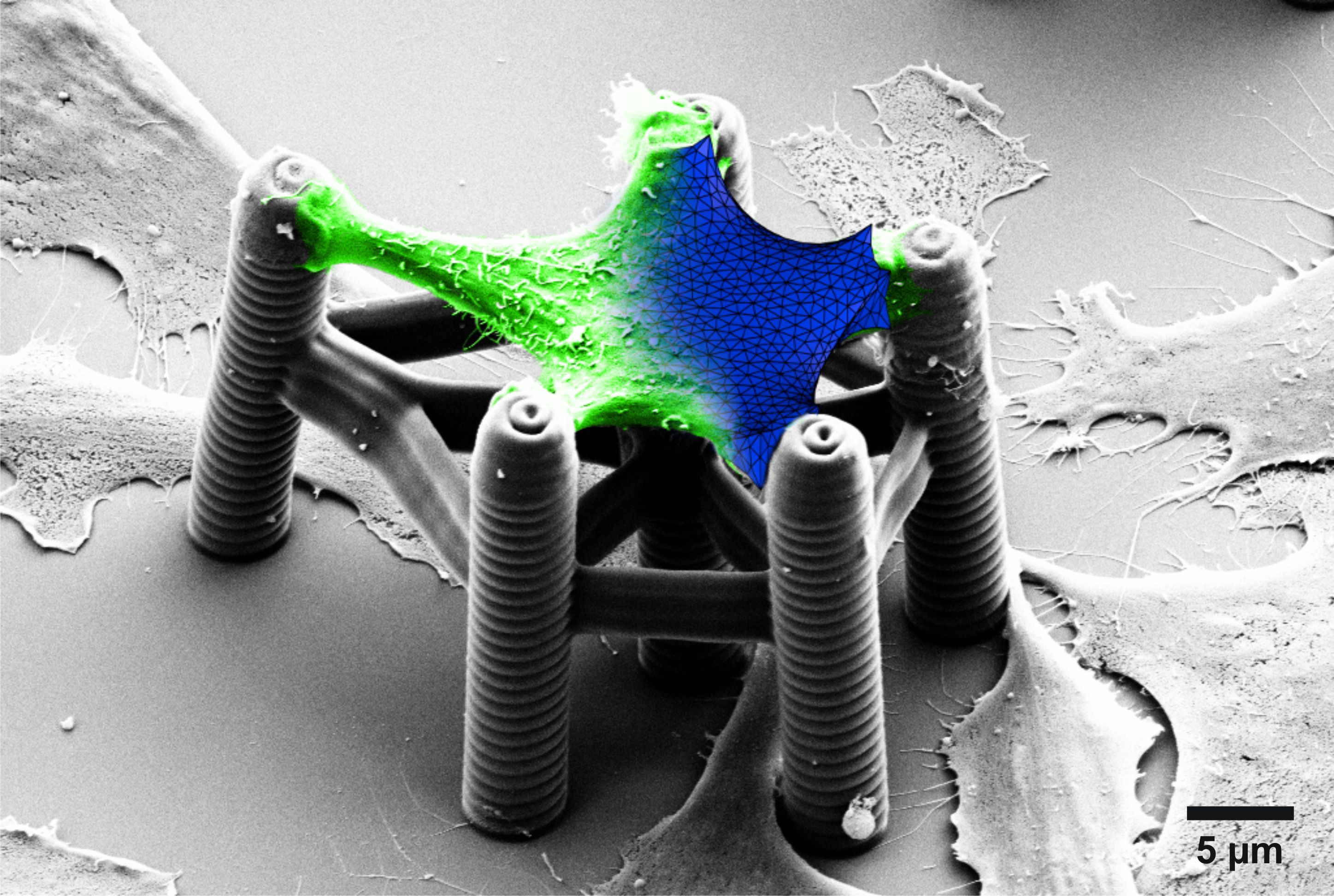 3D printing enables many big and very small applications: with special ink, bioscaffolds for cell tissue can be produced. @ Martin Bastmeyer, KIT