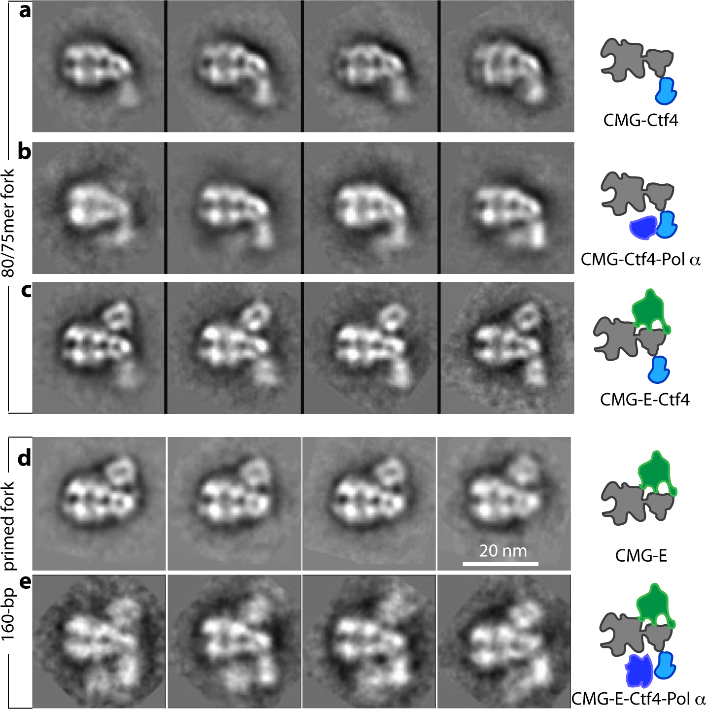 A series of electron micrographs showing the barrel-shaped helicase with several components of the replisome: a) helicase (grey) with Ctf4 (light blue), which is a recruitment factor for the DNA-replication primase-polymerase, b) helicase, Ctf4, and primase-polymerase (dark blue), which works with the back-end polymerase, c) helicase, Ctf4, and front-end polymerase (green), d) helicase and front-end polymerase, e) helicase, Ctf4, front-end polymerase, and back-end primase-polymerase (dark blue). Panels a-c used an unprimed short DNA fork, and d-e used a longer and primed DNA fork. The electron micrographs show that the replisome is a 20-nanometer sized nanomachine.