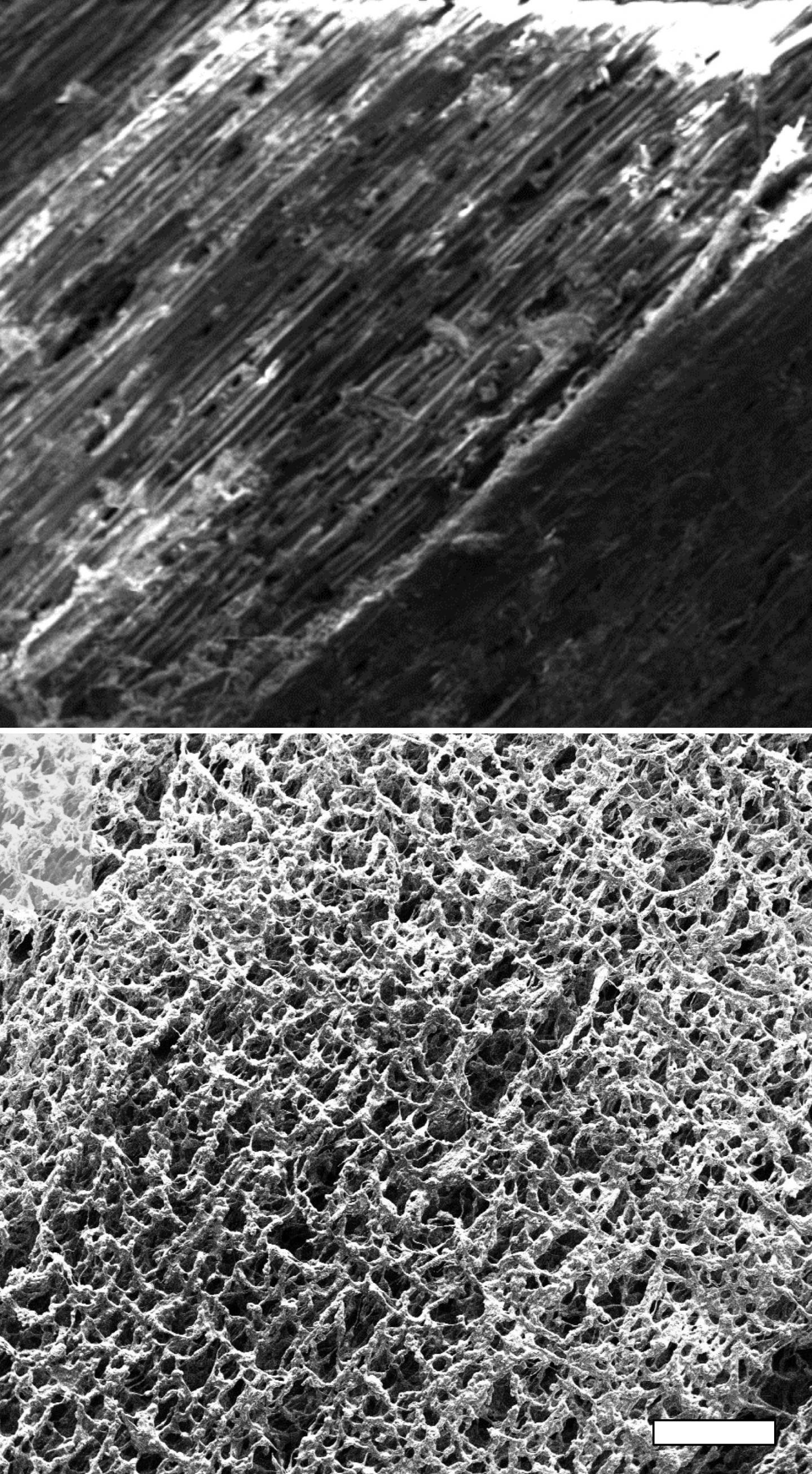 Scanning electron microscope images show pristine pine at top and laser-induced graphene on pine (P-LIG) produced at Rice University at bottom. The scale bar is about 500 micrometers. @ Tour Group/Rice University