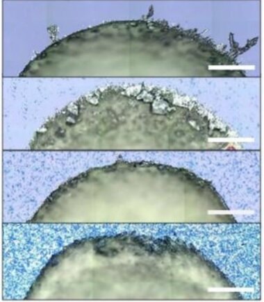 Optical images of crystals obtained on substrates with different graphene coverages. Credit: University of Manchester