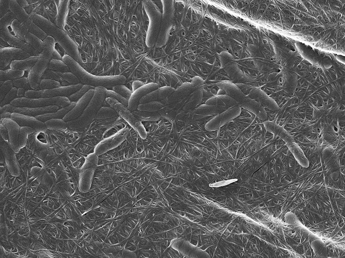 Rod-shaped bacteria produce cellulose, recognizable as a thread-like structures. @ Laboratory for complex materials / ETH Zurich