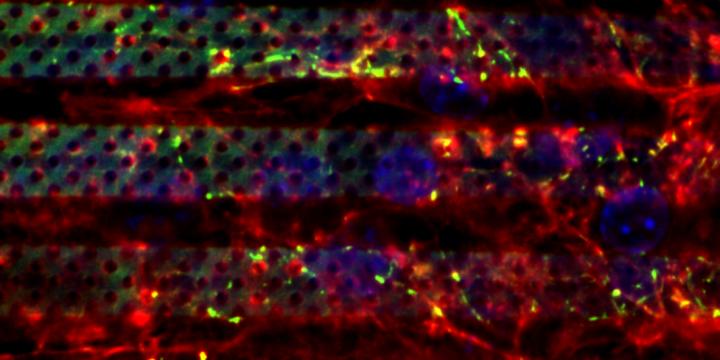 This is a confocal image of 3-D bio-hybrid microfluidic blood-brain barrier model: endothelial cells have been stained in blue for nuclei, in red for f-actin, in green for tight junctions. @ IIT-Istituto Italiano di Tecnologia