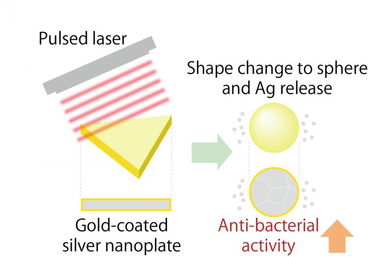 When gold-coated silver nanoplates are irradiated with a pulsed laser, they change shape into a sphere and release silver ions which produces a strong antibacterial effect. @ Dr. Takuro Niidome