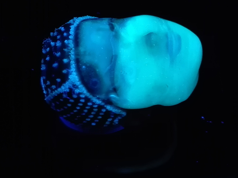 Bacteria-containing ink can also be printed on a complex three-dimensional surface such as this doll's head. @ Laboratory for complex materials / ETH Zurich