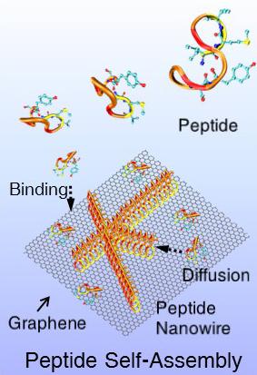 This is a depiction of peptides self-assembling into nanowires on a 2-D surface of the semimetal graphene. @ Mehmet Sarikaya/Scientific Reports