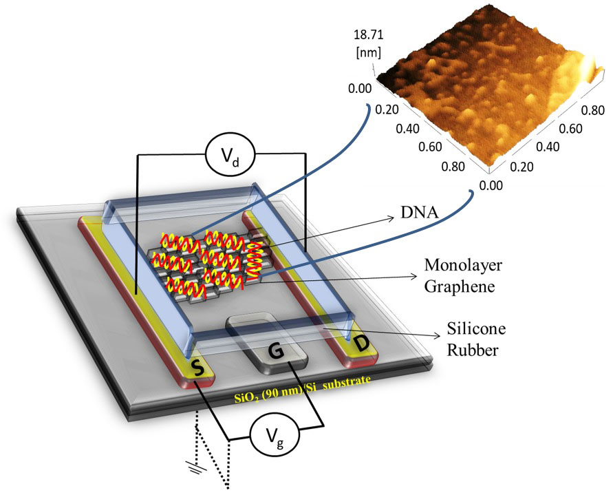 Schematic of a graphene-based field-effect transistor (left) and an atomic force microscopy image of graphene covered with single-stranded probe DNA (right).
