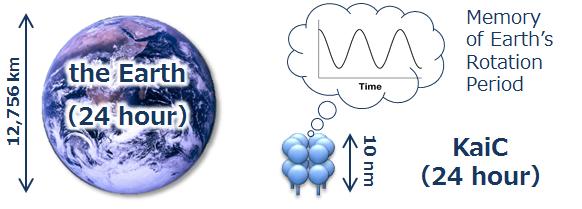 This image shows Earth and the circadian clock protein KaiC.