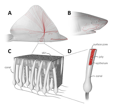 Ampullae of Lorenzini: (A and B) Skates and sharks locate their prey by detecting the weak electric fields naturally generated by biomechanical activity. (C) A network of electrosensory organs called the ampullae of Lorenzini is responsible for this sense. (D) An individual ampulla consists of a surface pore connected to a set of electrosensory cells by a long jelly-filled canal. Sharks and skates can sense fields as small as 5 nV/cm despite canals traveling through up to 25 cm of noisy biological tissue. (Images by Luk Cox)