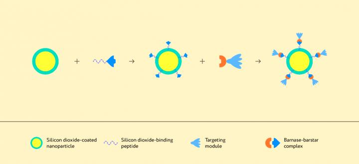 This is an illustration of the assembly of the structure based on a nanoparticle and the barnase-barstar protein complex. @ Authors of the paper and Lion_on_helium, MIPT press office