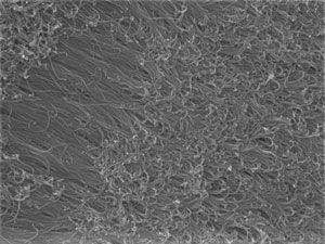4-mercaptobenzoic acid can control the growth of a forest of gold nanowires, as shown above. Reprinted with permission from Ref. 1. © 2017 Wiley-VCH Verlag GmbH & Co. KGaA, Weinheim
