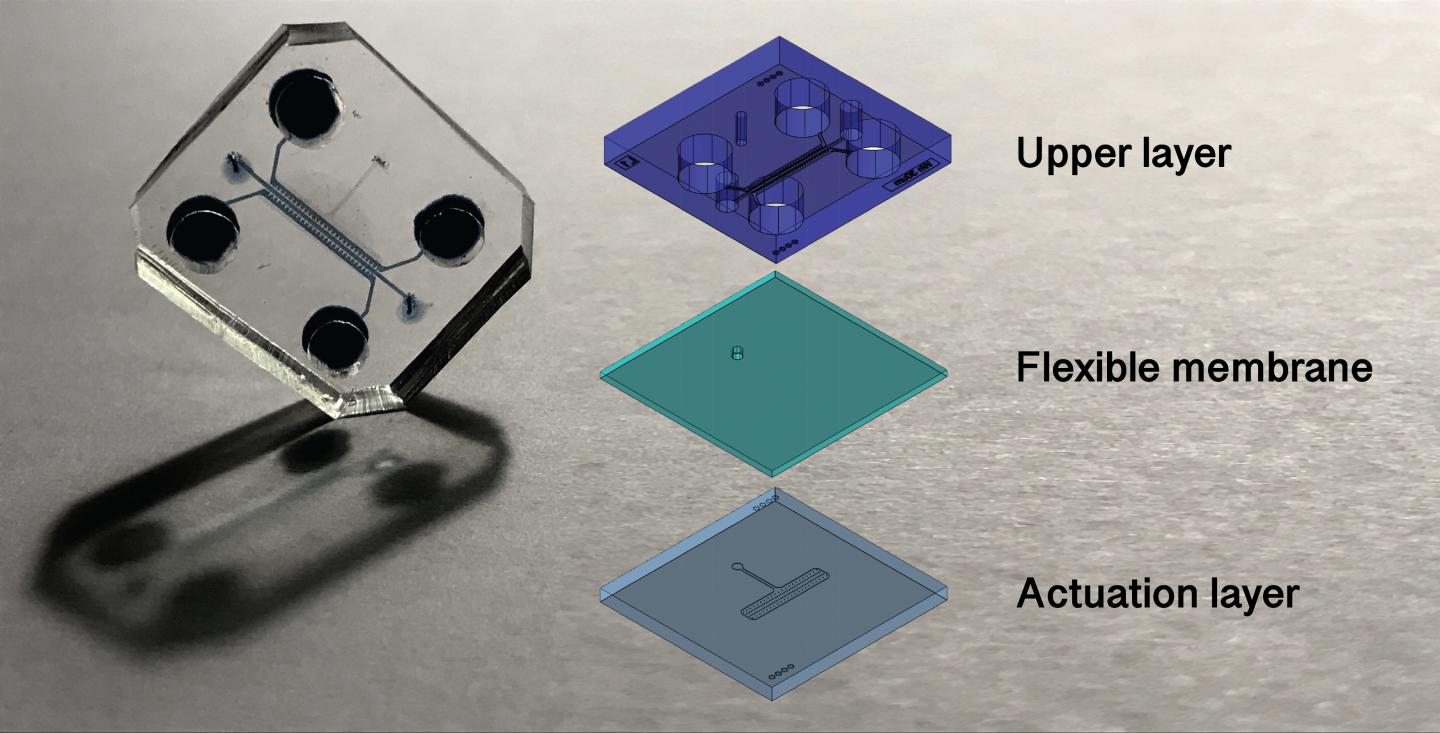 A sophisticated chip the size of a coin in which cartilage can be cultivated and which can later be subjected to mechanical stress such that it generates the effects of Osteoarthrosis (OA). @ Politecnico di Milano