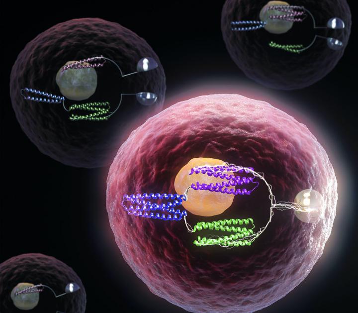 This is a conceptual illustration of living cells containing protein AND gates that have been designed to detect multiple signals to become bioluminescent. @ MolGraphics/UW Medicine Institute for Protein Design