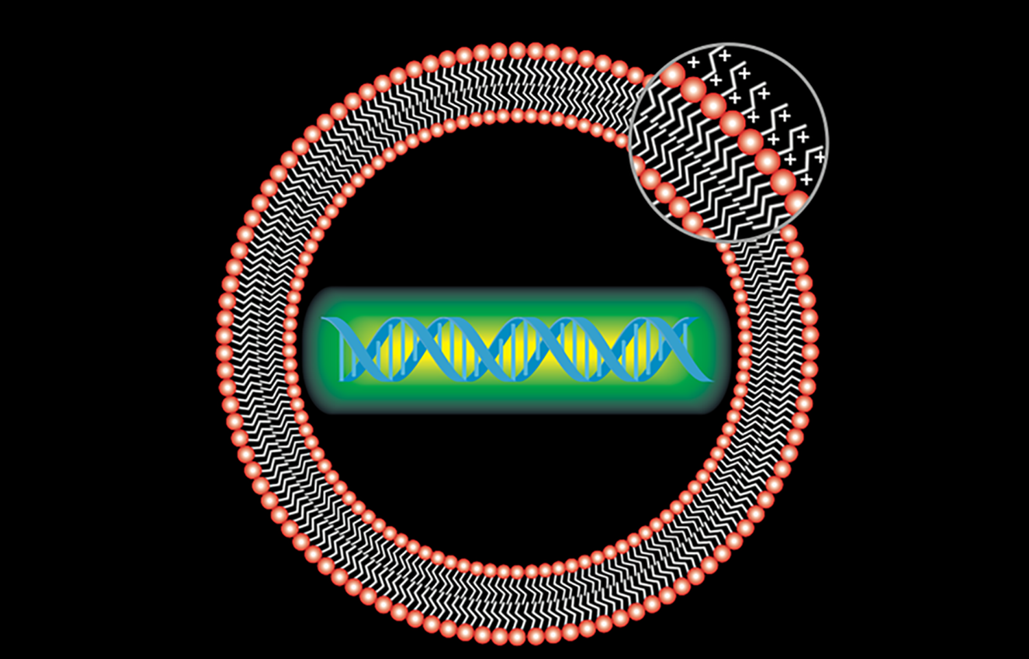 Lipitoids, which self-assemble with DNA and RNA, could serve as cellular delivery systems for antiviral therapies that prevent COVID-19 and other coronavirus infections. @ R.N. Zuckermann